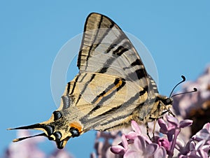 Scarce swallowtail feeding on blossoms of lilac