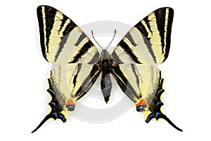 Scarce Swallowtail (Iphiclides podalirius) photo