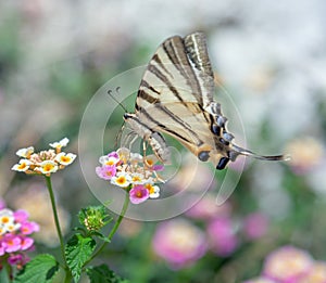 Scarce swallowtail (Iphiclides podalirius