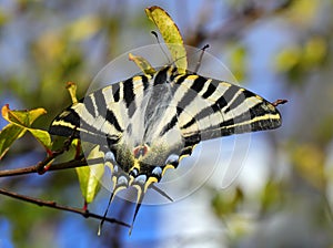Scarce Swallowtail - Iphiclides podalirius. Autumn. Oeiras, Portugal.