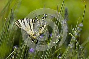 Scarce Swallowtail (Iphiclides podalirius) butterfly