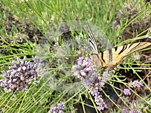 Scarce swallowtail Iphiclides podalirius a butterfly on a lavender flower in Croatian Istria