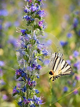 Scarce swallowtail Iphiclides podalirius butterfly on viper`s bugloss plant