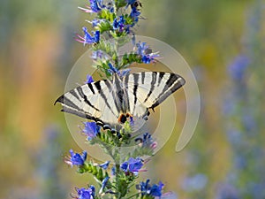 Scarce swallowtail Iphiclides podalirius butterfly on viper`s bugloss plant