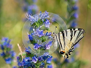 Scarce swallowtail Iphiclides podalirius butterfly on viper`s bugloss plant