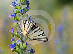 Scarce swallowtail Iphiclides podalirius butterfly on viper`s bugloss plant