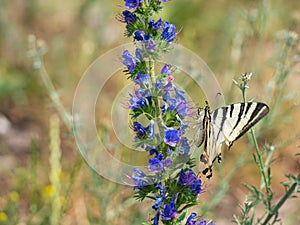 Scarce swallowtail Iphiclides podalirius butterfly on viper`s bugloss plant