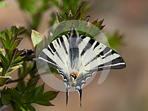 Scarce Swallowtail & x28;Iphiclides podalirius& x29; in natural habitat