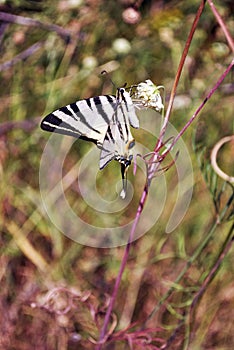 The scarce swallowtail Iphiclides podalirius sitting on white flower, yellow grass