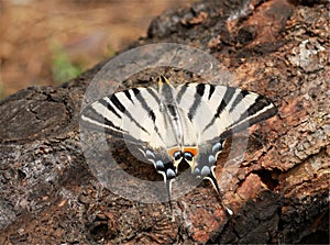 Scarce swallowtail sail or pear-tree swallowtail