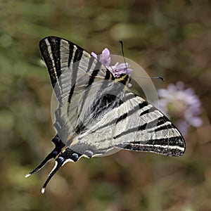 Scarce swallowtail, Sail swallowtail