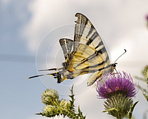 Scarce swallowtail