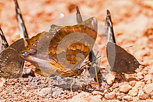 Scarce Tawny Rajah butterfly