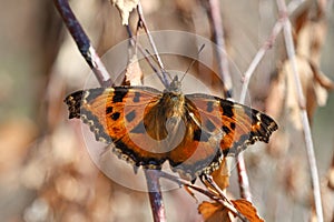 The scarce tortoiseshel Nymphalis xanthomelas butterfly on a twig feeding on sap from birch tree with extended proboscis