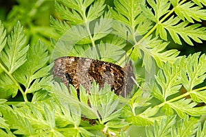 Scarce tortoiseshell, a species of nymphalid butterfly on green leaves