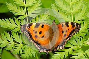 Scarce tortoiseshell, a species of nymphalid butterfly on green leaves