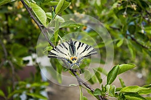 Scarceswallowtail butterfly