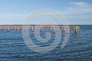 SCARDOVARI, ITALY, 2016-08-06: Mussel cultivation at Scardovari lagoon, Italy