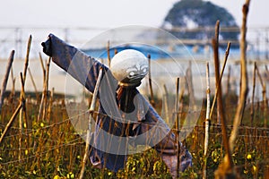 Scare crow in the field to protect the crops