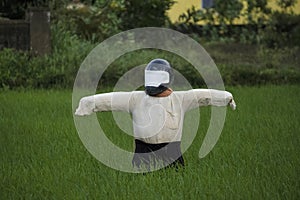 Scare crow with helmet on paddy fields