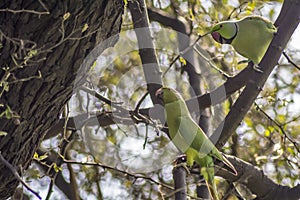 Scare - Parakeets with Terrifying look
