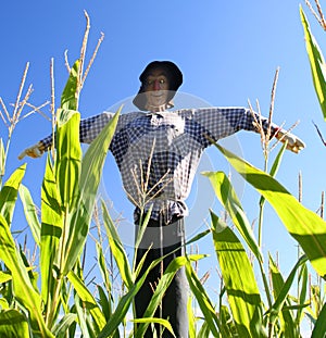 Scarecrow