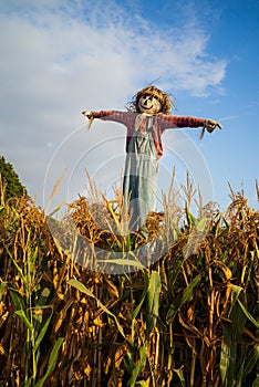 Feliz espantapájaros de repollo 