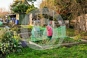 Scarecrow at the allotments. photo