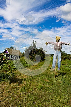 Scarecrow in apple orchard with blue sky