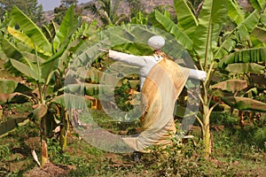 Scarecrow in Banana Plantation