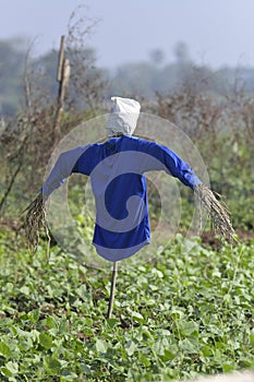 Scarecrow with Blue Shirt in the Field