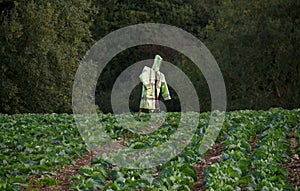 Scarecrow in cabbage field