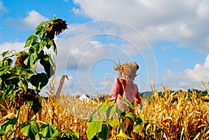 Scarecrow in Corn Field with Sunflower