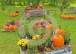 scarecrow couple on old retro farm plow with pumpkins and Chrysanthemums