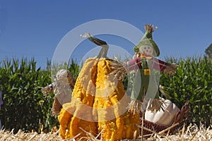 Scarecrow and Decorative Pumpkin with Blue Green corn and Blue sky