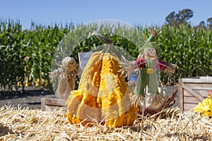 Scarecrow and Decorative Pumpkin with Blue Green corn and Blue sky Wide