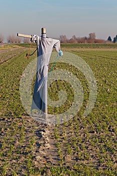 Scarecrow in a Dutch field