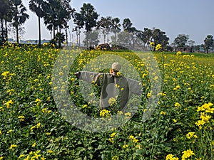 Scarecrow in the field of mustard flower crop