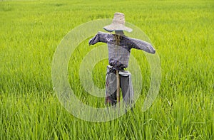Scarecrow of field rice