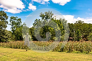 Scarecrow in front of a garden in the summer