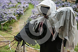 scarecrow ghost at purple margaret flower farm. Halloween