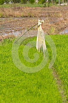 Scarecrow in green rice field Thailand