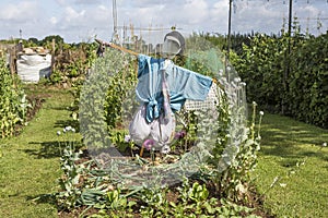 Scarecrow Guarding Allotment