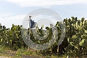 Scarecrow Guarding A Patch Of Unkept Cactus In Regional Australia