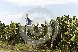 Scarecrow Guarding A Patch Of Unkept Cactus In Regional Australia photo