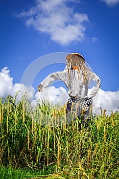 Scarecrow in Jatiluwih paddy field rice terraces, Bali, Indonesia