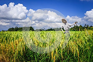 Scarecrow in Jatiluwih paddy field rice terraces, Bali, Indonesia