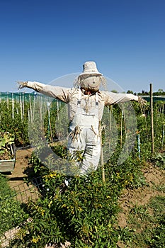 Scarecrow photo