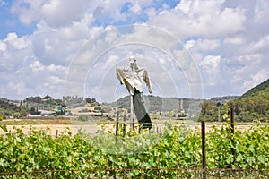 A Scarecrow in the middle of a vineyard. A grape orchard in Zichron Yaacov, Israel