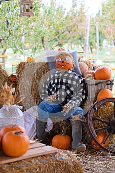 Scarecrow and orange pumpkins in the garden. Concept of Halloween holiday.